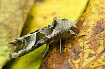 Angle Shades Moth (Phlogophora meticulosa) Hertfordshire, England, UK
