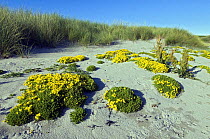 Biting Stonecrop / Wallpepper (Sedum Acre) Growing among sand dunes, Isle of Mull, Scotland, UK