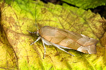 Broad-bordered Yellow Underwing Moth (Noctua fimbriata) Female resting on dead leaf, Hertfordshire, England, UK