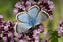 Chalkhill Blue butterfly (Polyommatus coridon) Male feeding on flowers of Marjoram, Captive, UK