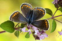 Common Blue (Polyommatus icarus) Female on flower of Marjoram, Captive