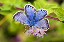 Common Blue (Polyommatus icarus) Female Blue form on flower of Marjoram, Hertfordshire, England, UK