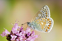 Common Blue (Polyommatus icarus) Male on flower, wings closed on Marjoram, Captive