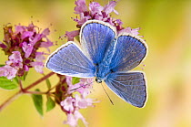 Common Blue (Polyommatus icarus) Male on flower of Marjoram, Captive