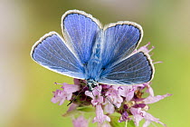 Common Blue (Polyommatus icarus) Male feeding on flower of Marjoram, Captive