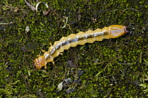 Devil's Coach Horse (Ocypus olens) Larva of Devils Coach Horse Beetle, West Sussex, England, UK