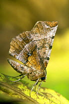 Early Thorn Moth (Selenia dentaria) late generation, Hertfordshire, England, UK