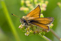Essex Skipper (Thymelicus lineola) In typical rest posture with Black antennae tips showing, Hertfordshire, England, UK