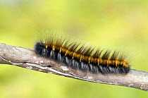 Fox Moth (Macrothylacia rubi) caterpillar larva climbing along Heather stem, Surrey, England, UK