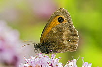 Gatekeeper / Hedge brown butterfly (Pyronia tithounus) on flower of Marjoram, Hertfordshire, England, UK