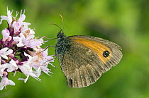 Gatekeeper / Hedge brown butterfly (Pyronia tithounus) On flower of Marjoram, Hertfordshire, England, UK