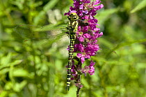 Golden-ringed Dragonfly (Cordulegaster boltonii)resting on Purple Loosetrife, West Sussex, England, UK