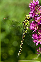 Golden-ringed Dragonfly (Cordulegaster boltonii) resting on Purple Loosetrife, West Sussex, England, UK