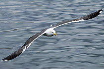 Greater Black-backed Gull (Larus marinus) In flight over sea, Oban, Scotland, UK
