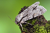 Grey Dagger moth (Acronicta psi) at rest, Hertfordshire, England, UK