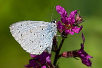 Holly Blue butterfly (Celastrina argiolus) wings closed, feeding on Purple Loosestrife, West Sussex, England, UK