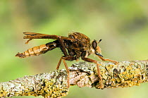Hornet Robber fly (Asilus crabroniformis) cleaning wings with back legs, Oxfordshire, England, UK