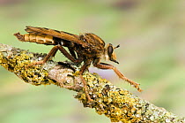 Hornet Robber fly (Asilus crabroniformis) poised ready to take flight, Oxfordshire, England, UK