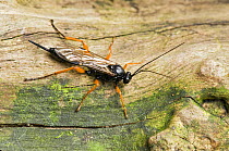 Ichneumen wasp (Pimpla rufipes) on dead log, Hertfordshire, England, UK