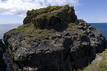 Guillemot colony on Isle of Lunga, Treshnish Isles, Inner Hebrides, Scotland, UK