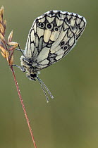 Marbled White butterfly (Melanargia galathea) covered in dew at dawn, Hertfordshire, England, UK
