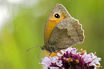 Meadow Brown butterfly (Maniola jurtina) feeding on Marjoram, Hertfordshire, England, UK