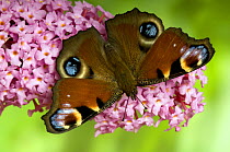 Peacock butterfly (Inachis io) on Buddleia flowers, Hertfordshire, England, UK