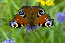 Peacock butterfly (Inachis io) on Devil's bit scabious flowers, Hertfordshire, England, UK