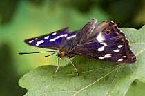Purple Emperor butterfly (Apatura iris) on Oak leaf basking with wings open, Captive, UK