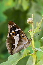 Purple Emperor butterfly (Apatura iris) on Oak with wings closed, Captive, UK