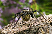Raft spider (Dolomedes fimbriatus) carrying egg sack, Surrey, England, UK