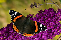 Red Admiral butterfly (Vanessa atalanta) on Buddleia flowers, Captive, UK