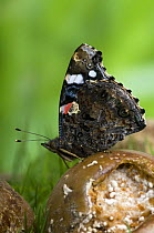 Red Admiral butterfly (Vanessa atalanta) wings closed, feeding on rotting apples, Captive, UK