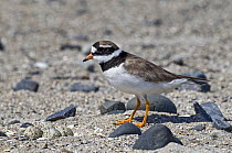 Ringed Plover (Charadrius hiaticula) approaching nest with eggs, Isle of Mull, Inner Hebrides, Scotland, UK
