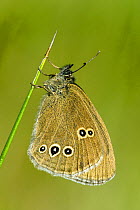 Ringlet butterfly (Aphantopus hyperantus) roosting in early morning sun, Hertfordshire, England, UK