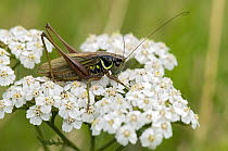 Roesel's Bush Cricket (Metrioptera roeseli) long winged form, Hertfordshire, England