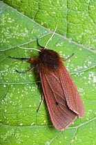 Ruby Tiger moth (Phragmatobia fuliginosa) Hertforshire, England, UK