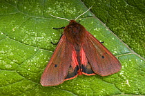 Ruby Tiger moth (Phragmatobia fuliginosa) showing underwing, Hertforshire, England, UK