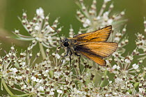 Small Skipper (Thymelicus sylvestris) In typical rest posture on flower, Hertfordshire, England, UK