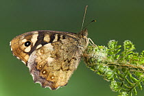 Speckled Wood butterfly (Pararge aegeria) resting on Fern, Captive, UK