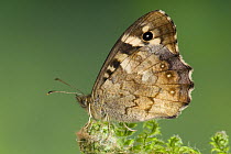 Speckled Wood butterfly (Pararge aegeria) resting on Fern, Captive, UK