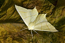 Swallowtail Moth (Ourapteryx sambucaria) Hertfordshire, England, UK