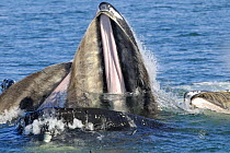 Humpback whales {Megaptera novaeangliae} mouths open, bubble netting, Alaska, USA, Pacific