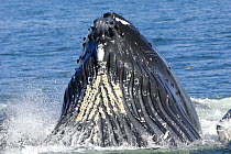 Humpback whale {Megaptera novaeangliae} bubble netting, Alaska, USA, Pacific