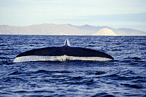Tail of diving Blue whale {Balaenoptera musculus} Mexico, Pacific