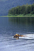 Brown bear {Ursus arctos} swimming, Alaska, USA