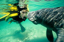 Person face to face with Florida manatee {Trichechus manatus latirostris} Crystal River, Florida, USA