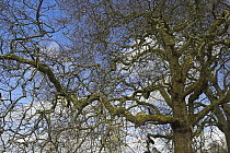 London plane tree in winter (Platanus x hispanica) UK
