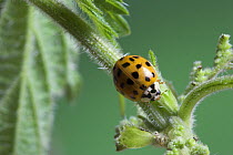 Multicoloured / Asian / Harlequin Ladybird (Harmonia axyridis) on nettle, UK