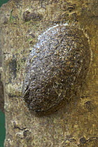Puss Moth (Cerura vinula) pupa on tree bark, UK